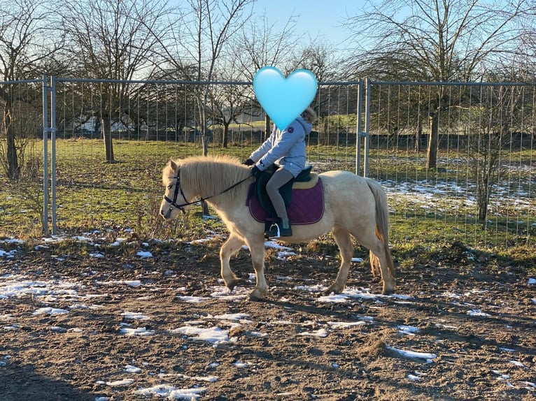 Welsh-A Stute 7 Jahre 118 cm Palomino in Deuerling