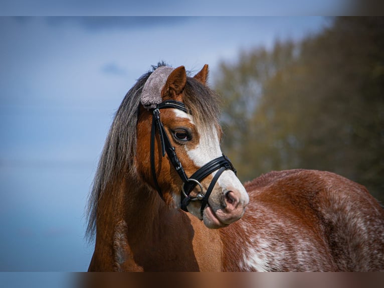 Welsh-A Stute 7 Jahre 118 cm Roan-Red in Essel