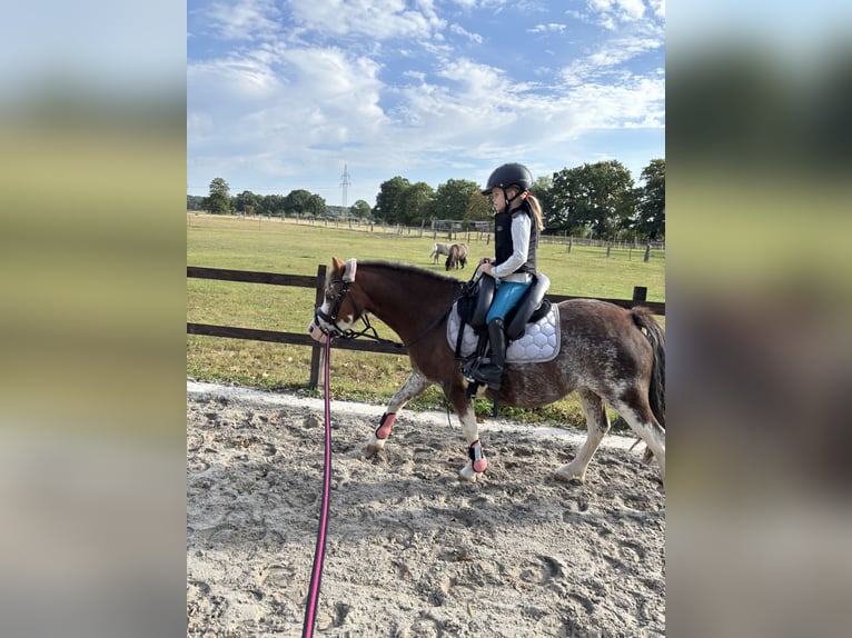 Welsh-A Stute 7 Jahre 118 cm Roan-Red in Essel