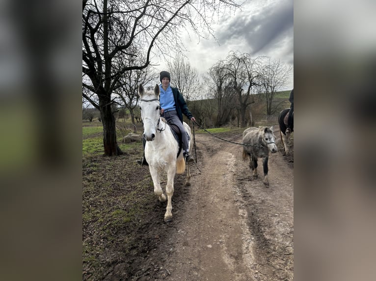 Welsh-A Stute 7 Jahre 118 cm Schimmel in Geithain