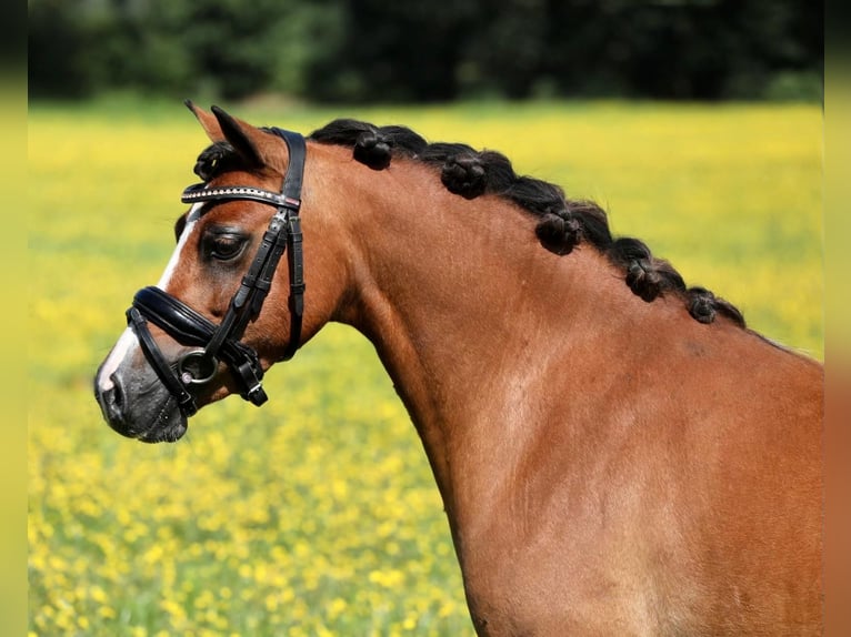 Welsh-A Stute 7 Jahre 120 cm Brauner in Aalten