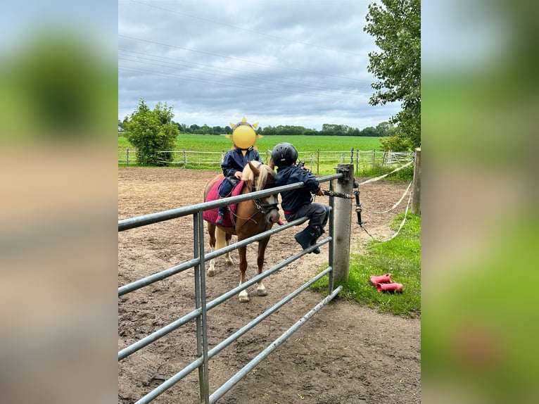 Welsh-A Stute 7 Jahre 120 cm in Blekendorf