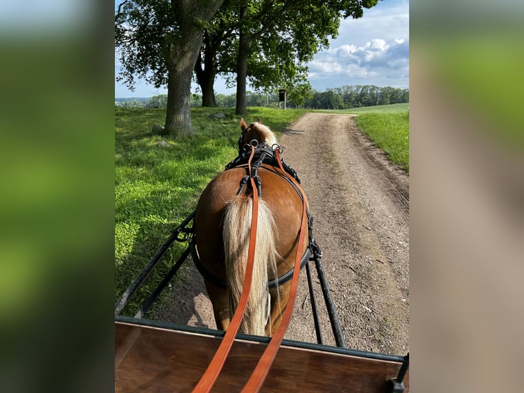 Welsh-A Stute 7 Jahre 120 cm in Blekendorf