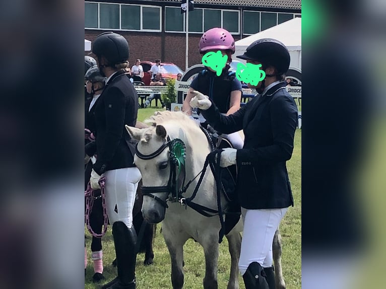 Welsh-A Stute 7 Jahre 120 cm Schimmel in Isernhagen