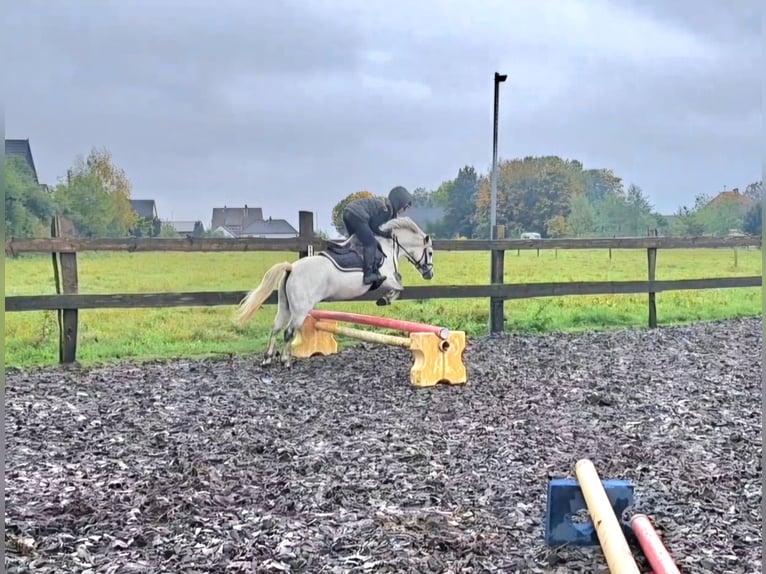 Welsh-A Stute 7 Jahre 120 cm Schimmel in Isernhagen