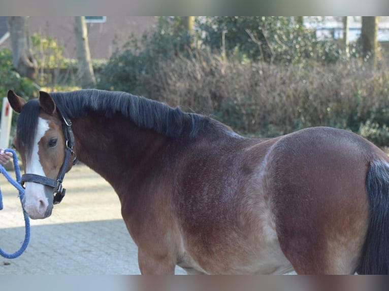Welsh-A Stute 7 Jahre 121 cm Sabino in Fluitenberg