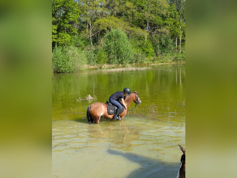 Welsh-A Stute 7 Jahre 121 cm Sabino in Fluitenberg