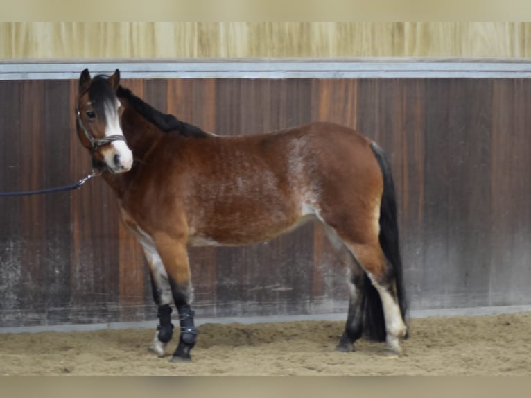 Welsh-A Stute 7 Jahre 121 cm Sabino in Fluitenberg