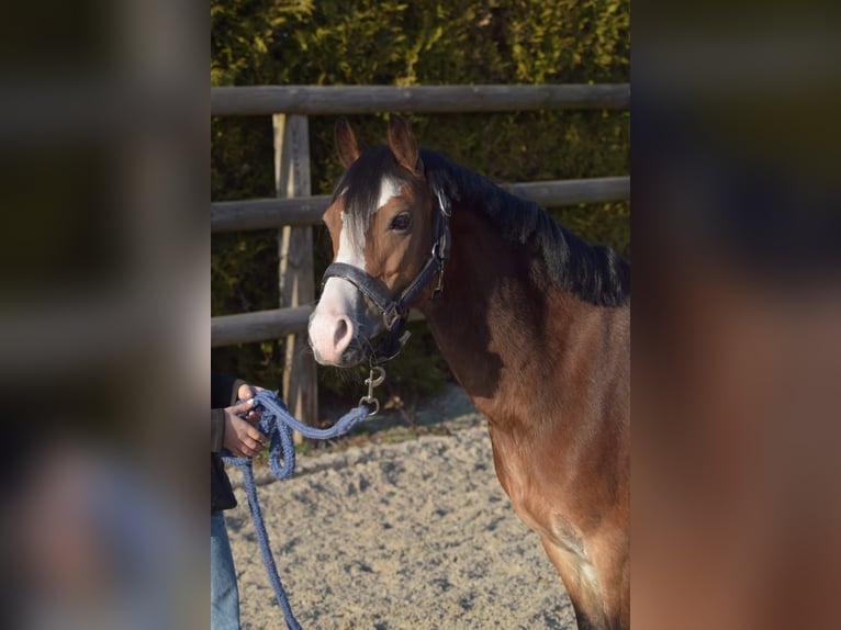 Welsh-A Stute 7 Jahre 121 cm Sabino in Fluitenberg