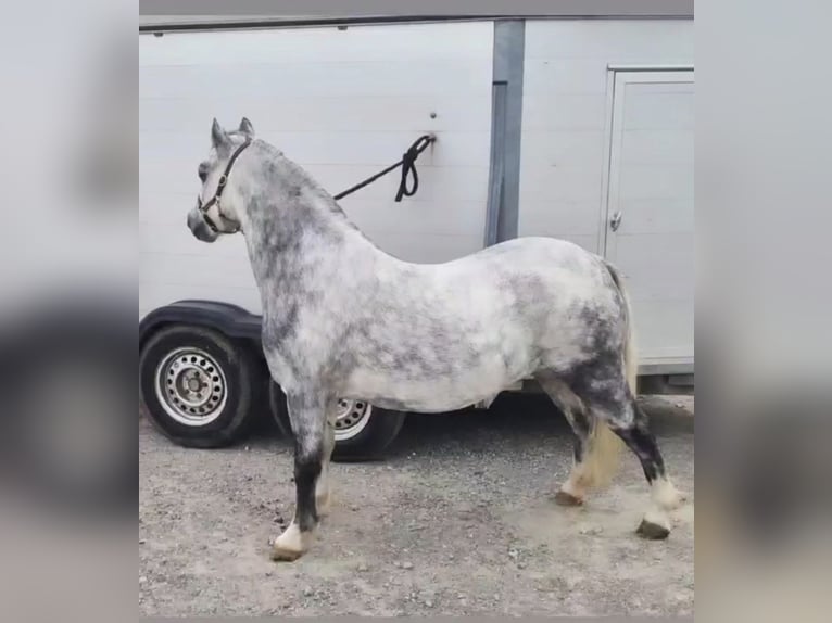 Welsh-A Stute 7 Jahre 121 cm Schimmel in Herisau