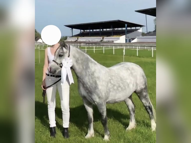 Welsh-A Stute 7 Jahre 121 cm Schimmel in Herisau