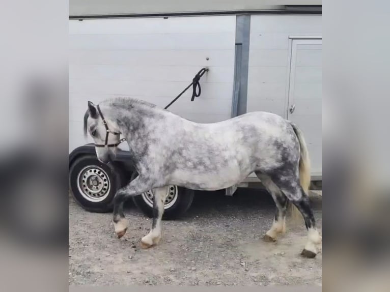 Welsh-A Stute 7 Jahre 121 cm Schimmel in Herisau