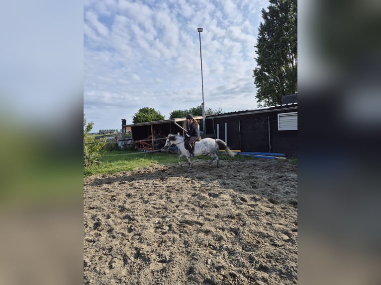 Welsh-A Stute 7 Jahre 122 cm in Middelharnis