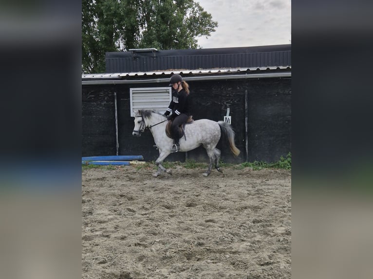 Welsh-A Stute 7 Jahre 122 cm in Middelharnis