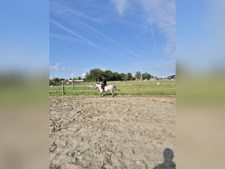 Welsh-A Stute 7 Jahre 122 cm in Middelharnis