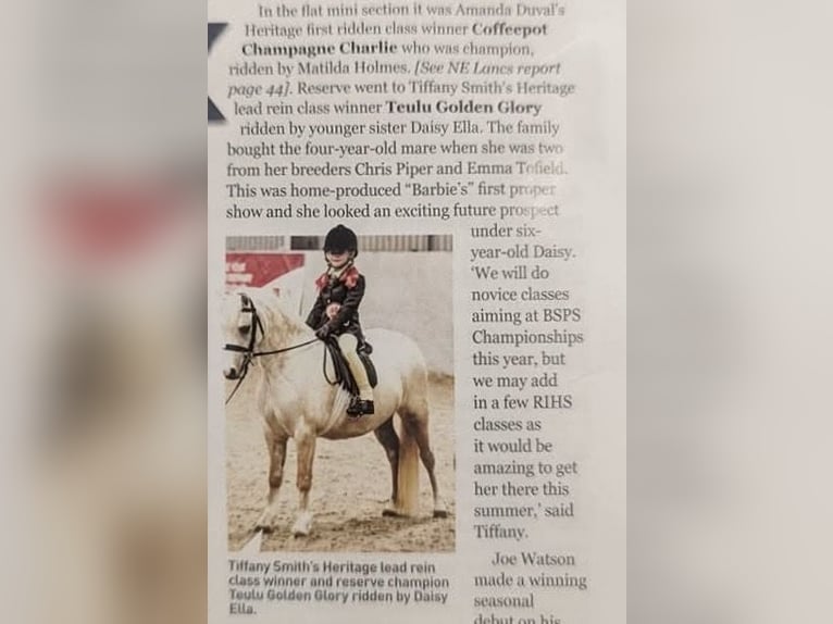 Welsh-A Stute 7 Jahre 122 cm Palomino in Bexley, London