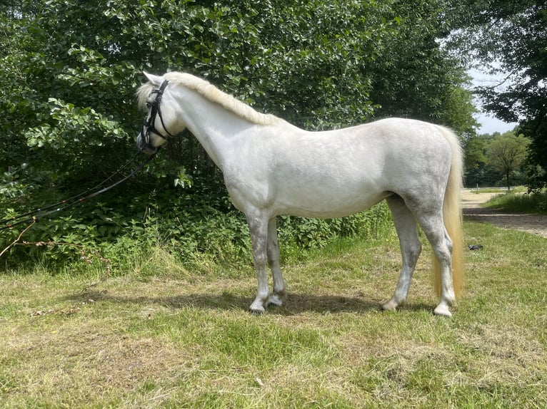 Welsh-A Stute 7 Jahre 122 cm Rappschimmel in Erkrath