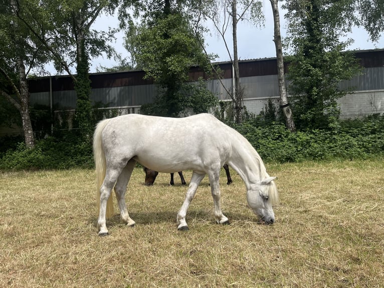Welsh-A Stute 7 Jahre 122 cm Rappschimmel in Erkrath