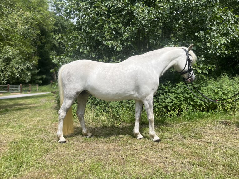 Welsh-A Stute 7 Jahre 122 cm Rappschimmel in Erkrath