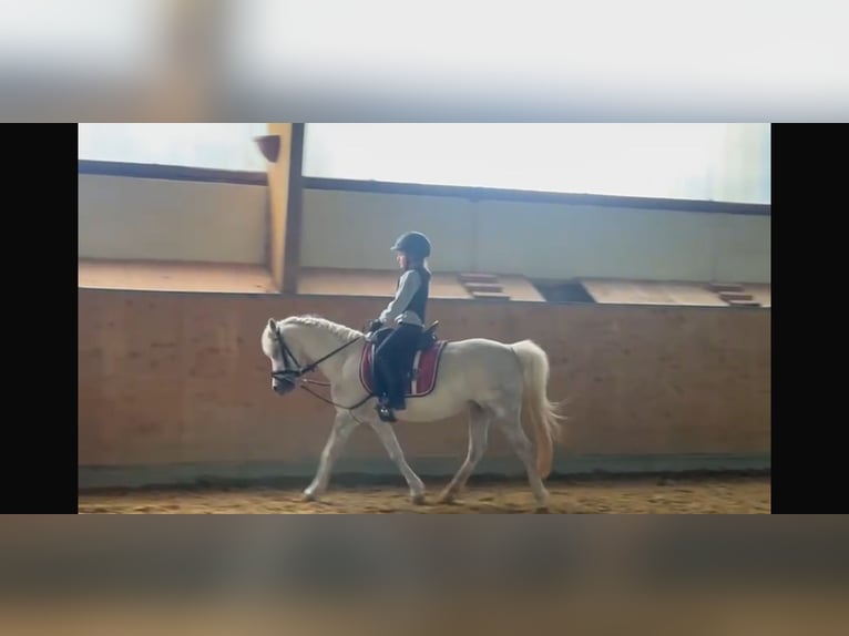 Welsh-A Stute 7 Jahre 122 cm Rappschimmel in Erkrath