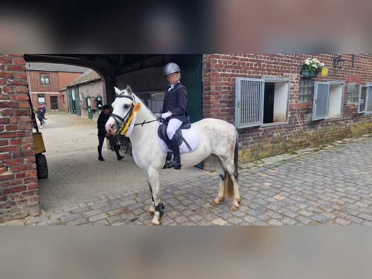Welsh-A Stute 7 Jahre 122 cm Schimmel in Krefeld