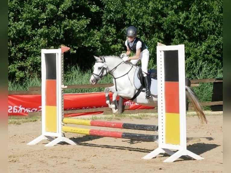 Welsh-A Stute 7 Jahre 122 cm Schimmel in Krefeld