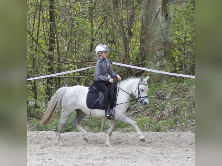 Welsh-A Stute 7 Jahre 122 cm Schimmel in Krumstedt