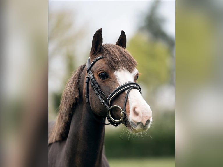 Welsh-A Stute 7 Jahre 123 cm Dunkelbrauner in Asturias