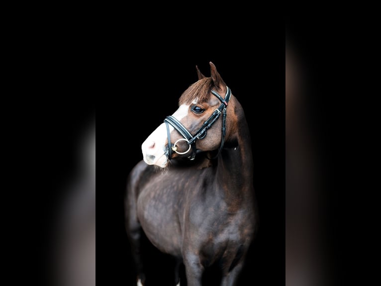 Welsh-A Stute 7 Jahre 123 cm Dunkelbrauner in Asturias