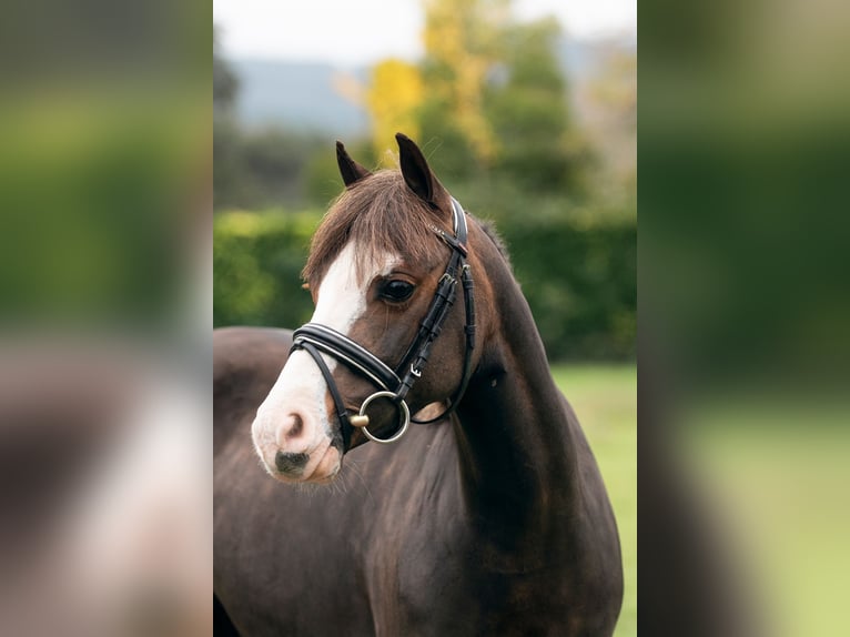 Welsh-A Stute 7 Jahre 123 cm Dunkelbrauner in Asturias