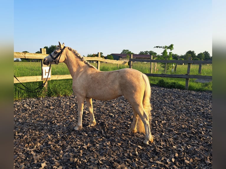 Welsh-A Stute 7 Jahre 123 cm Palomino in Burgdorf