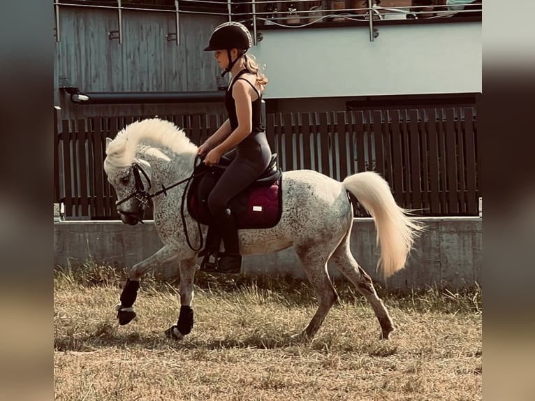 Welsh-A Mix Stute 7 Jahre 124 cm Schimmel in Angerberg