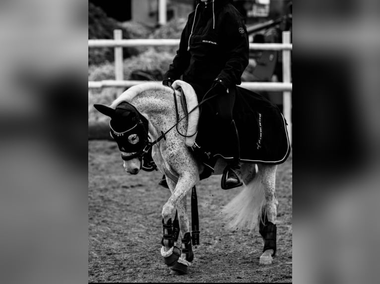 Welsh-A Mix Stute 7 Jahre 124 cm Schimmel in Angerberg