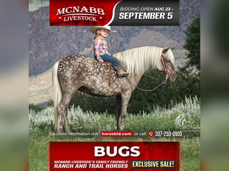 Welsh-A Mix Stute 7 Jahre 124 cm Schimmel in Cody, WY