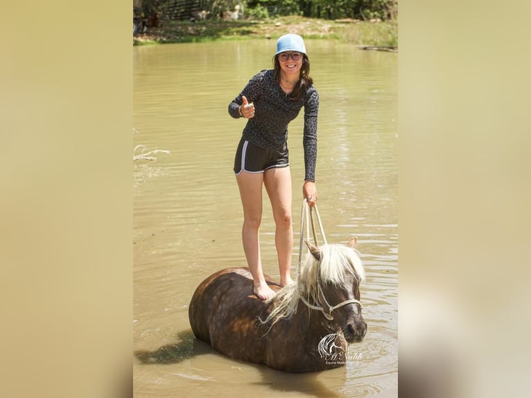 Welsh-A Mix Stute 7 Jahre 124 cm Schimmel in Cody, WY