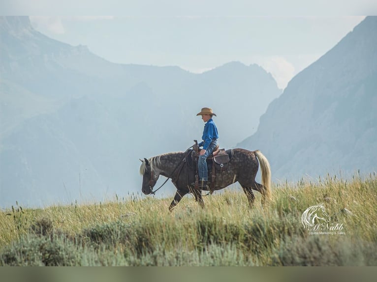 Welsh-A Mix Stute 7 Jahre 124 cm Schimmel in Cody, WY