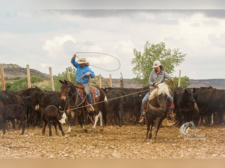 Welsh-A Mix Stute 7 Jahre 124 cm Schimmel in Cody, WY