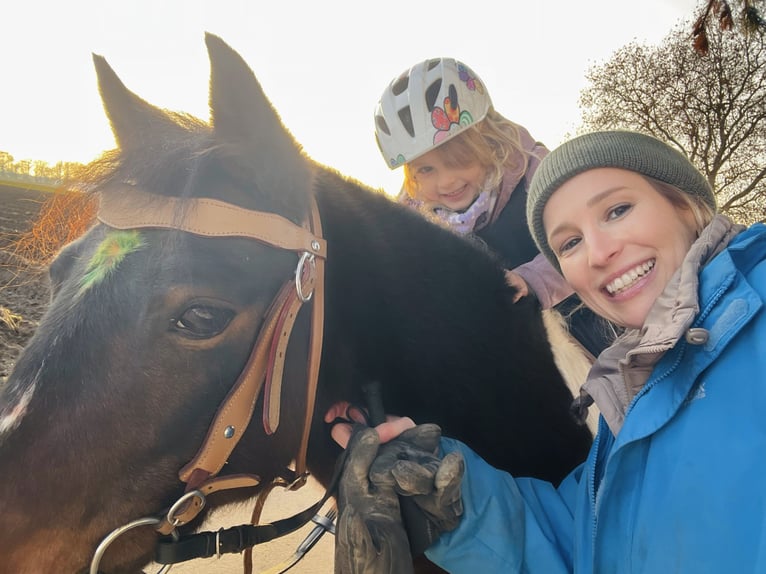 Welsh-A Stute 7 Jahre 125 cm Schecke in Langen