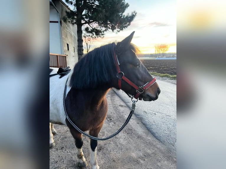 Welsh-A Stute 7 Jahre 125 cm Schecke in Langen