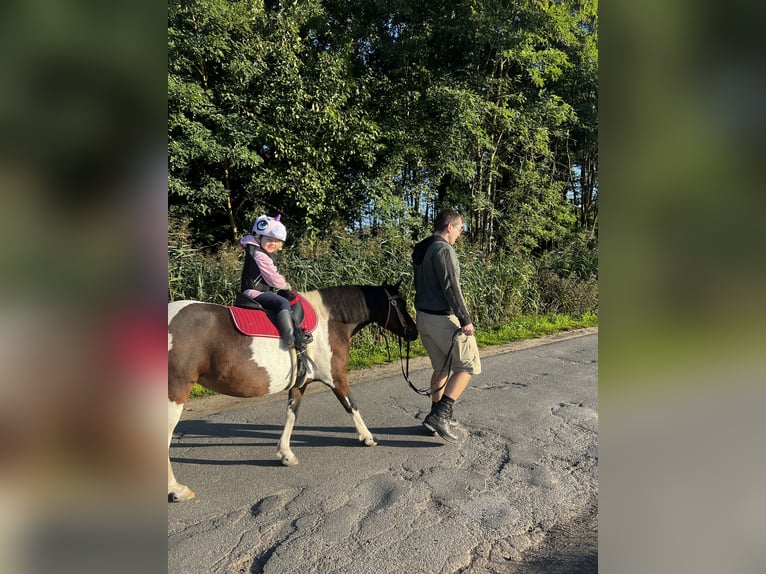 Welsh-A Stute 7 Jahre 125 cm Schecke in Langen