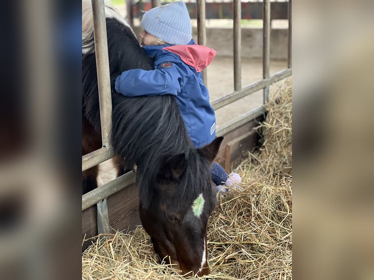 Welsh-A Stute 7 Jahre 125 cm Schecke in Langen