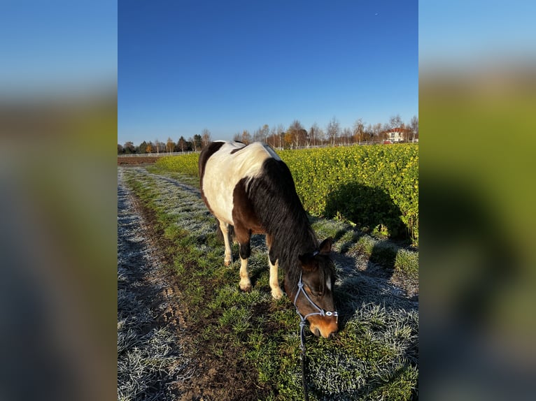 Welsh-A Stute 7 Jahre 125 cm Schecke in Langen