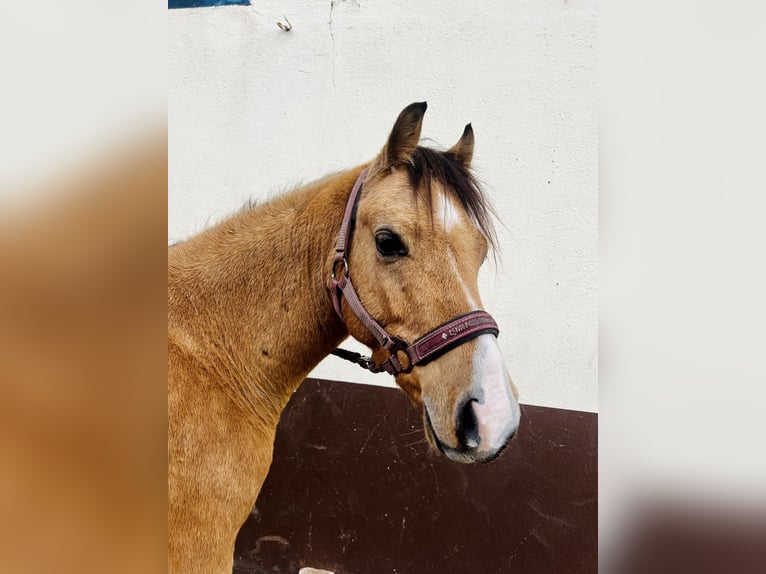 Welsh-A Stute 7 Jahre 125 cm Schecke in Langen