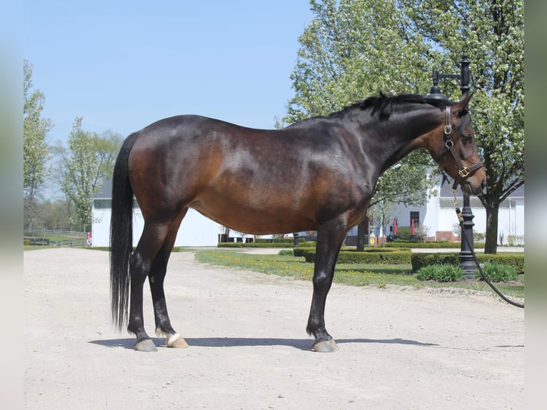 Welsh-A Stute 7 Jahre 147 cm Rotbrauner in HIghland MI