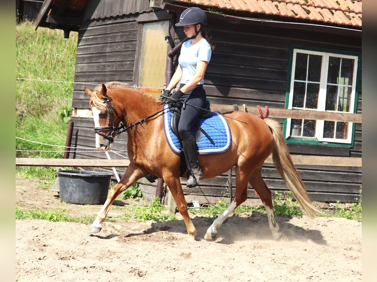 Welsh-A Mix Stute 7 Jahre Fuchs in uelsen