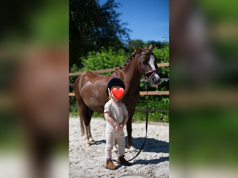 Welsh-A Stute 8 Jahre 116 cm Dunkelfuchs in Wagenborgen