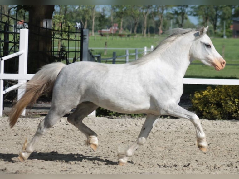 Welsh-A Stute 8 Jahre 117 cm Schimmel in Weener