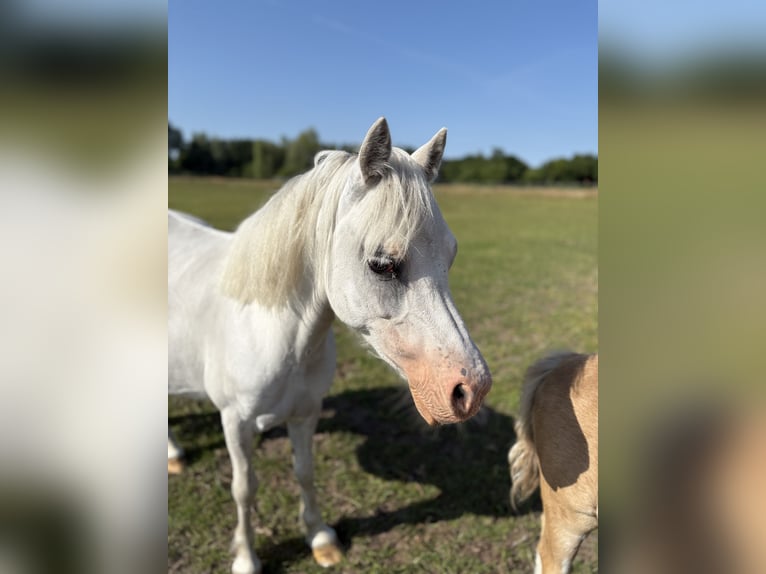 Welsh-A Stute 8 Jahre 117 cm Schimmel in Weener
