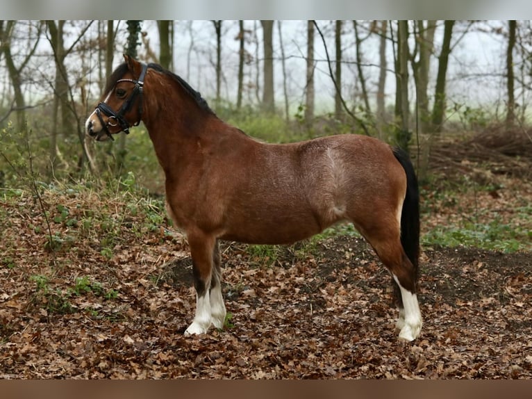 Welsh-A Stute 8 Jahre 118 cm Roan-Bay in Aalten