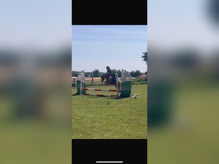 Welsh-A Stute 8 Jahre 119 cm Fuchs in Emstek